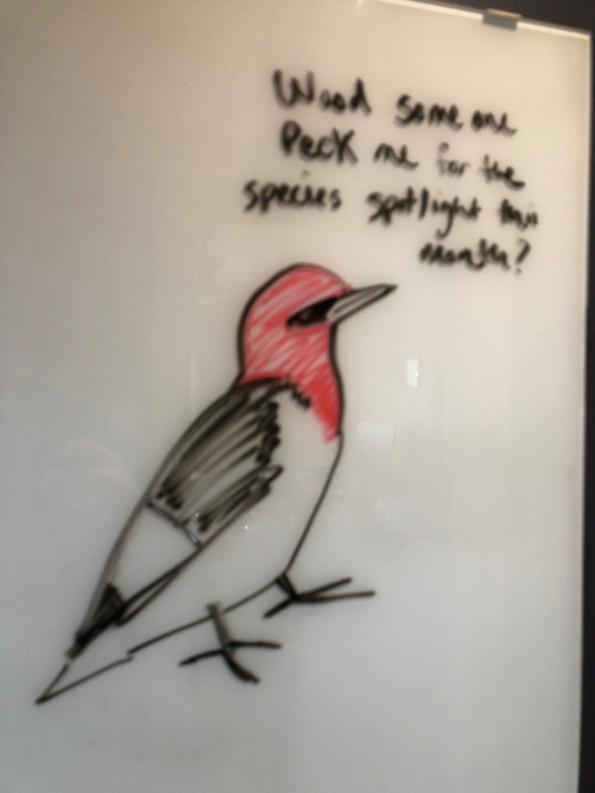woodpecker whiteboard 1 scaled