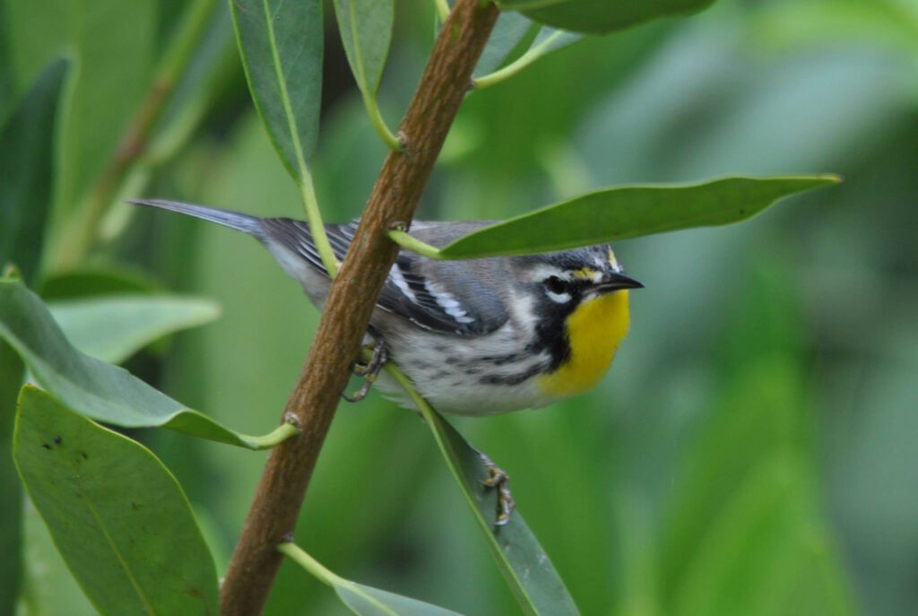 yellow throated warbler by carol tuskey 1